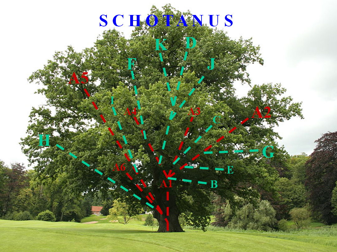 Schotanus Stamboom